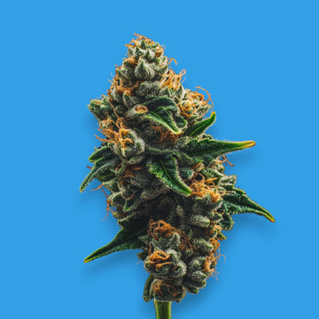 CBD Topskud