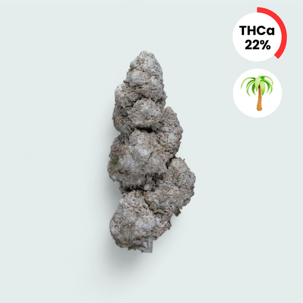 Tropical Skunk - 22.6% THCA Topskud