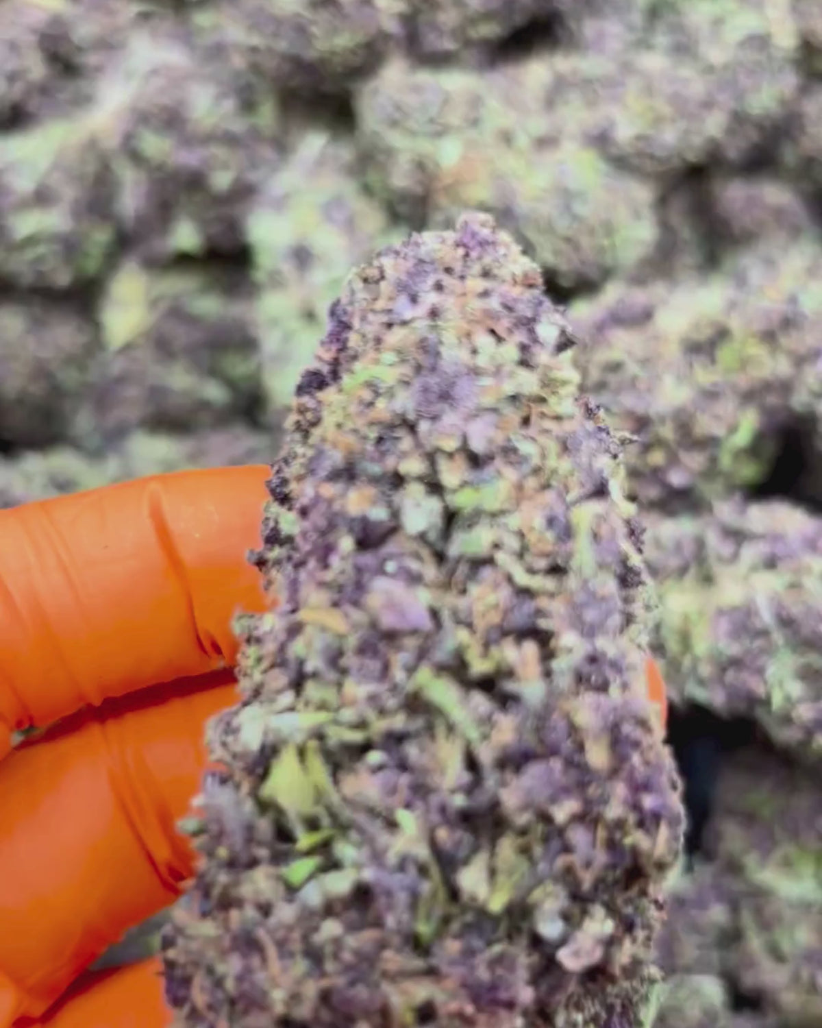 Purple Lime | 10% CBD