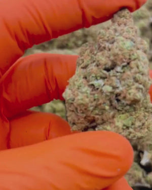 Pineapple Chunk | 10% CBD